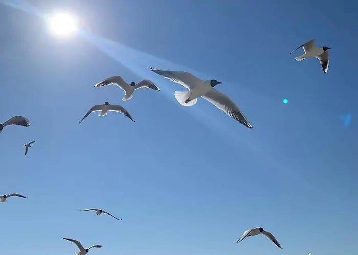 Forest Bay Z Basenem Krytym Calorocznym-pobierowo Baltic Apartments- Sannel For Rent 아파트 *